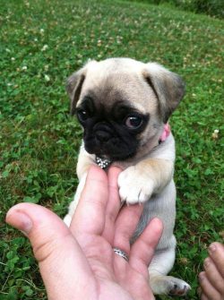 How Well Do You Know Your Pug? – Quiz