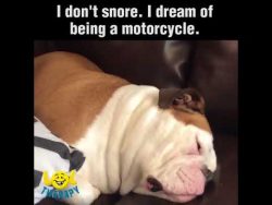 I don’t snore, I dream of being a motorcycle 