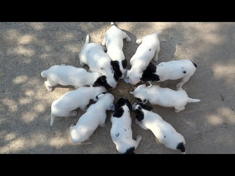 Jack Russell Terrier Puppies Feeding Time 