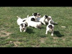 Jack Russell Terrier Puppies Playing 