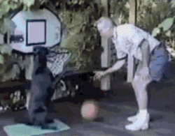 The Professional basketballer