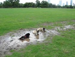 Muddy & Filthy Pugs, Dog Park, Austin Texas . Who will volunteer to take these guys home?