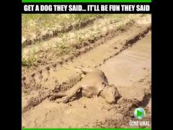 muddy gentle giant -It’s Gone Viral – YouTube