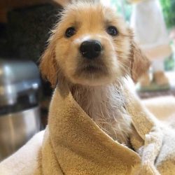 Fresh out of shower ?❤️@michelle__smith_