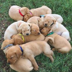 cute puppies