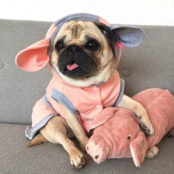 I am cute like my mama IG:pugloulou
