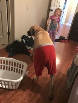 Here’s our 3.5 year old Roxy It was laundry day and my 4 year old daughter came in the room to s ...
