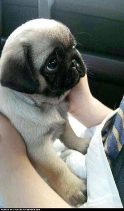 very cute