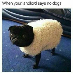 My landlord has no options. This is not a pug