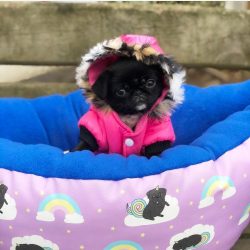 “How adorable is Topsy from @bubblebeccapugs 😍.