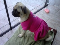 cute baby-bubblebeccapugs• 