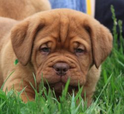 the cute one –The Vinyard Bordeauxs