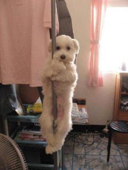 If you tell me you’ve seen a better photo of a dog pole dancing today, you’re lying. ...
