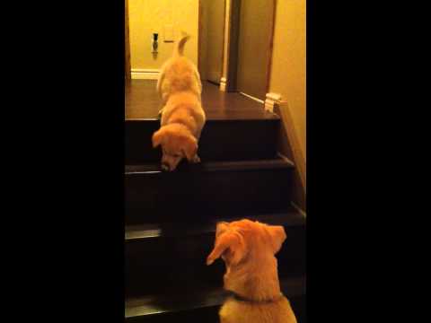 Puppy teaching Puppy to go down stairs! SO cute! – ORIGINAL VIDEO! (from owner) 