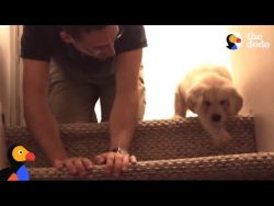 Puppy Tries Stairs For First Time With Help From Dad 