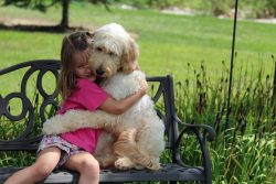 12 Reasons Why You Should Never Own Labradoodles