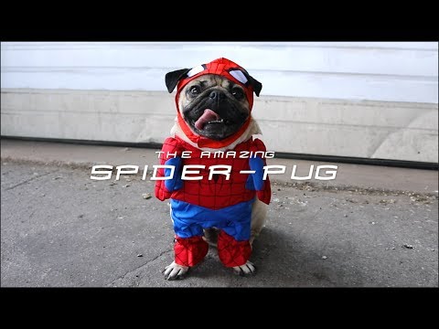 SPIDER-PUG – Doug The Pug – 
