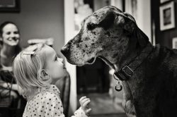 12 Things They Don’t Tell You About Great Danes