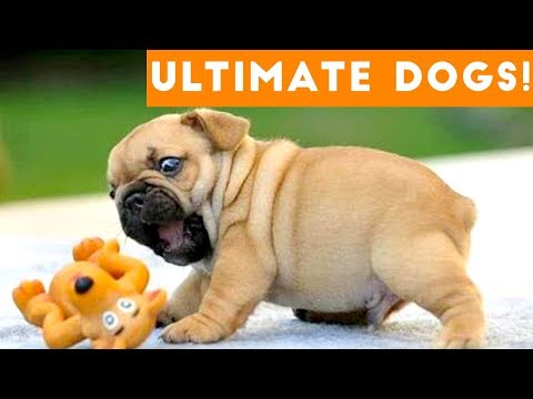 Ultimate FUNNY DOGS & CUTE PUPPIES 