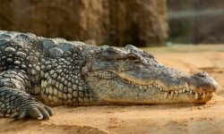  Beautiful Nile Crocodile Photos · 