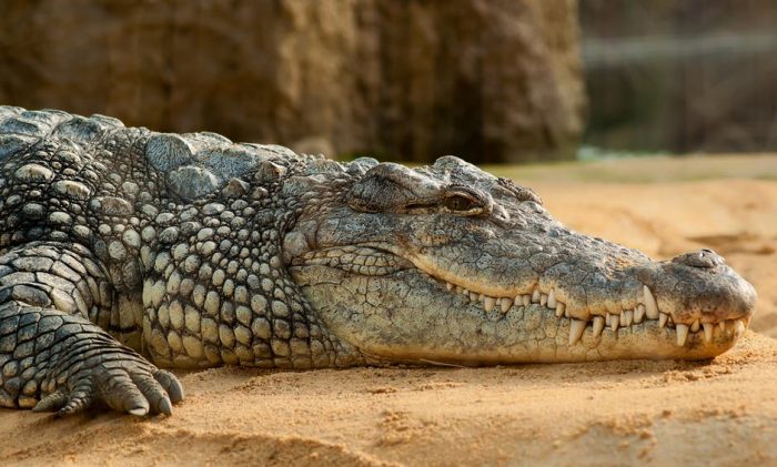Â Beautiful Nile Crocodile Photos Â·Â 