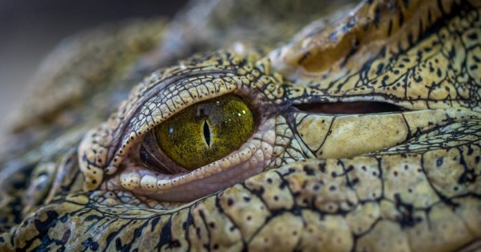 Beautiful Nile Crocodile Photos · 