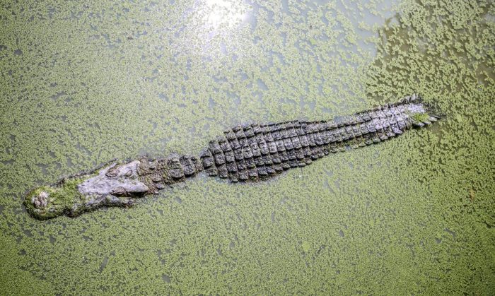 Beautiful Nile Crocodile Photos · 