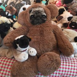 “Possibly the cutest #bear in the world 🐻 #ronnietherescue #pug #pugs #puppy #pugsofinstagram #i ...