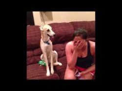 very Funny Dogs 