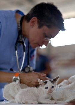 Kitten Veterinarian Feline