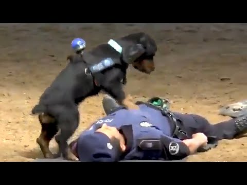 (3) Madrid Police Dog Performs CPR On Officer – YouTube