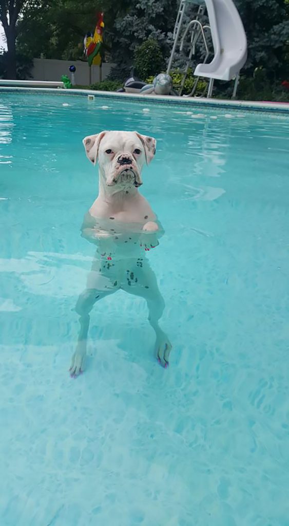 14 Hilarious Pictures That Prove Boxers Are The Most Adorable Dogs Ever – PupsToday
