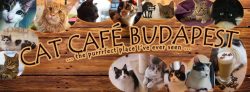 “Cat Café”, Budapest 