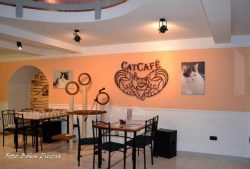 “Cat Café”, Budapest 