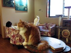 Cat Café”, Shanghai 