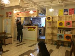 Godabang Cat Café”, Seoul –
