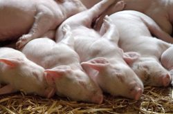 How to Increase Milk Production in Sows