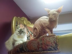 “Republic of Cats”, St. Petersburg – 