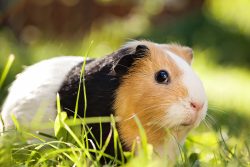 4 Reasons to Get a Guinea Pig
