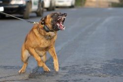 World’s Most Dangerous Dog Breeds – Thedelite