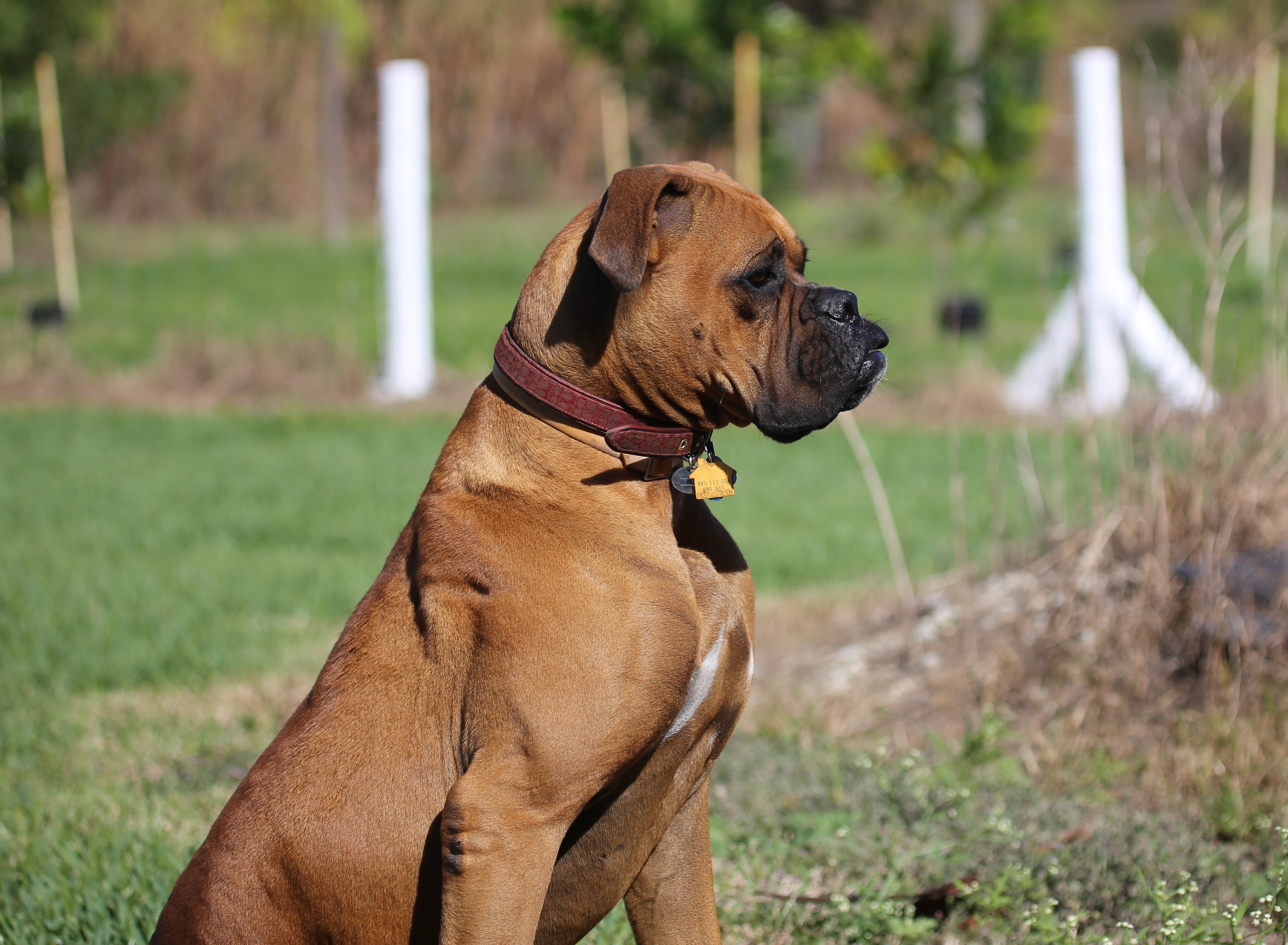 World's Most Dangerous Dog Breeds Thedelite