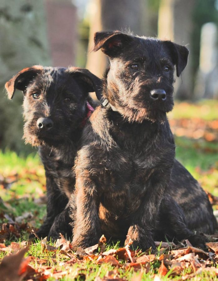 West Highland terrier, Joey, mated with Rottweiler Zara shortly -the babies of the romance
