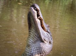 Alligator American Gator · 