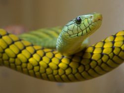 Snake Green Toxic Close · 