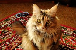 Maine Coons 
