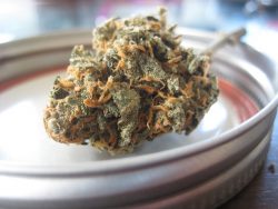 CBD FOR DOGS