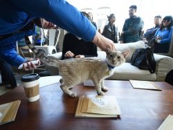 A coffee date with a few furry friends at the UAE’s first cat cafe, Ailuromania – The National