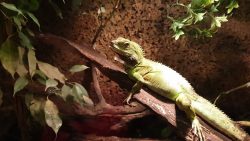Budapest’s First Animal Cafe – Review of Zoo-Cafe, Budapest, Hungary – 