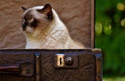 Cat British Shorthair Cute