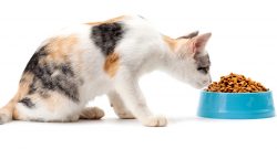 CAT FOOD 
